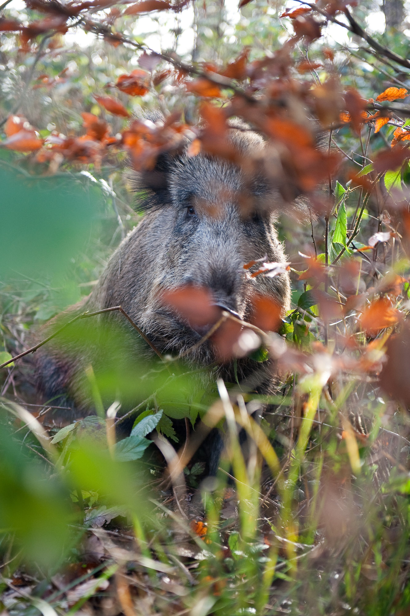 Allgemeines zur Nachsuche