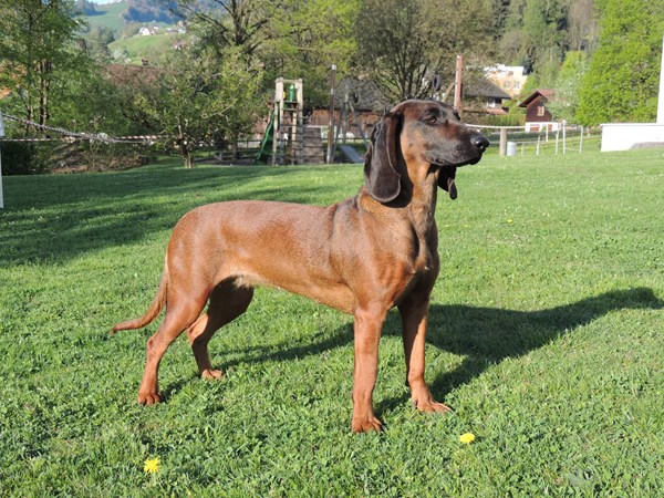 Bayerischer Gebirgsschweisshund