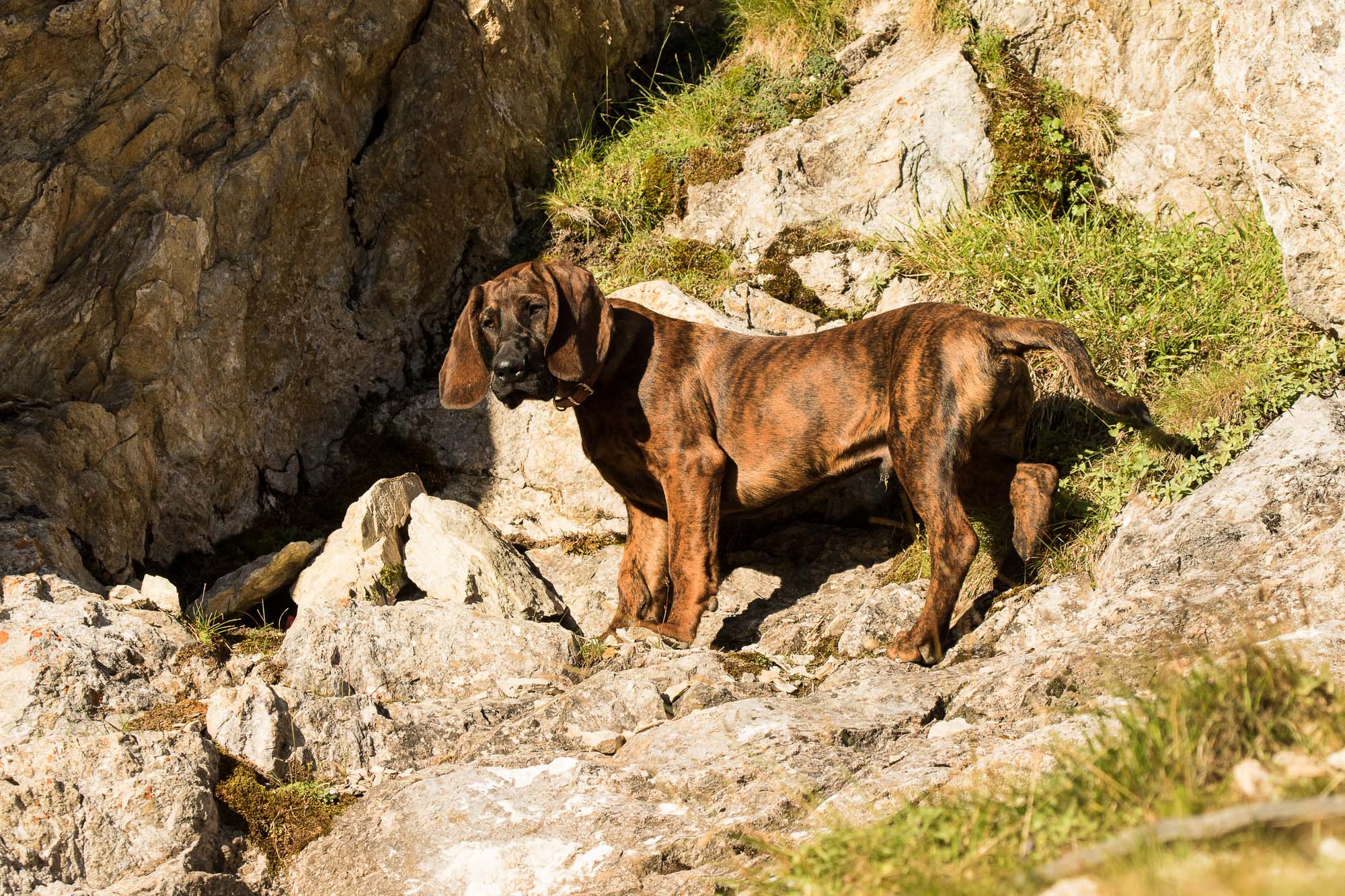 Anforderungen an den Hund