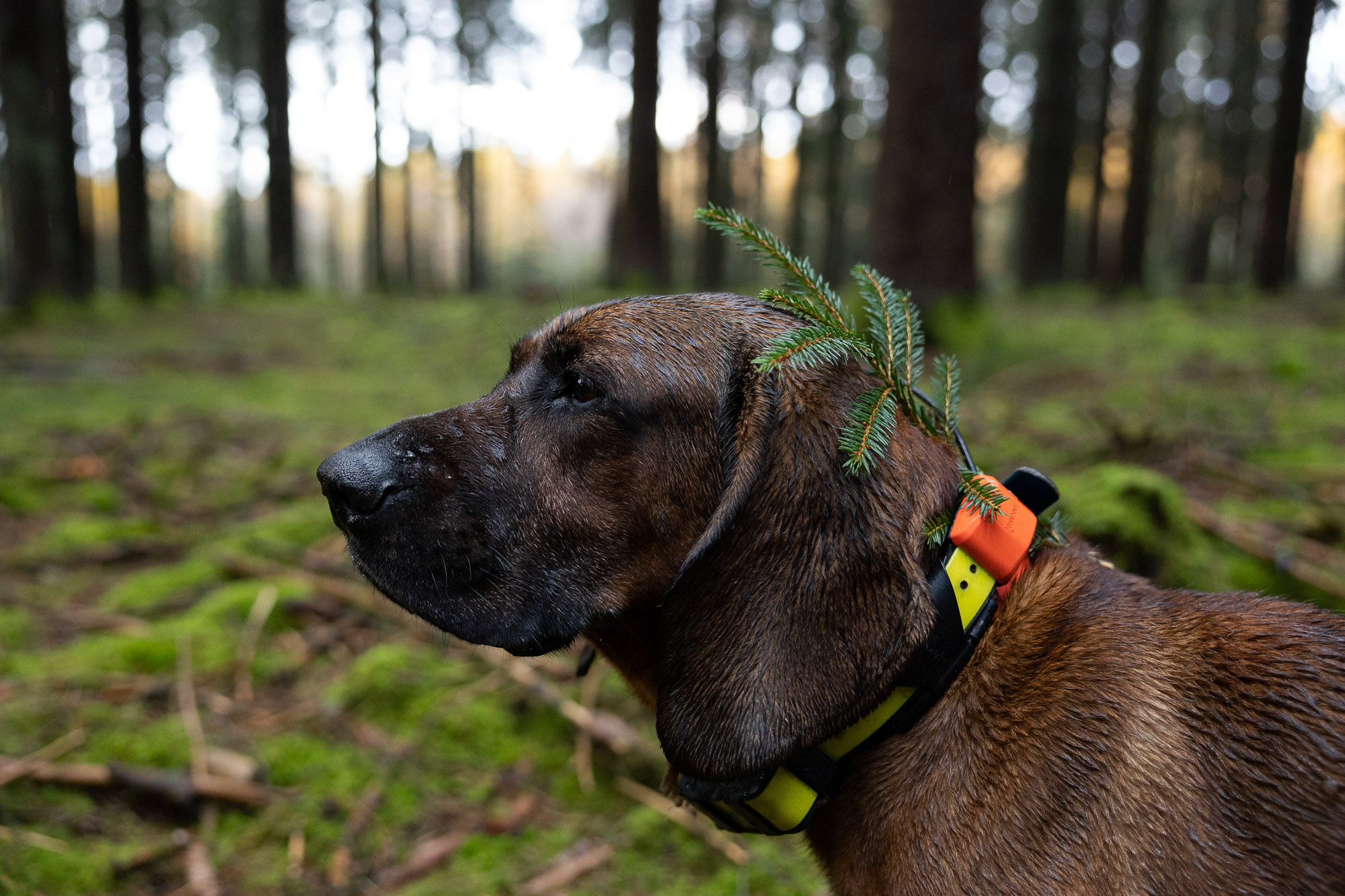 Gesetzlicher Auftrag