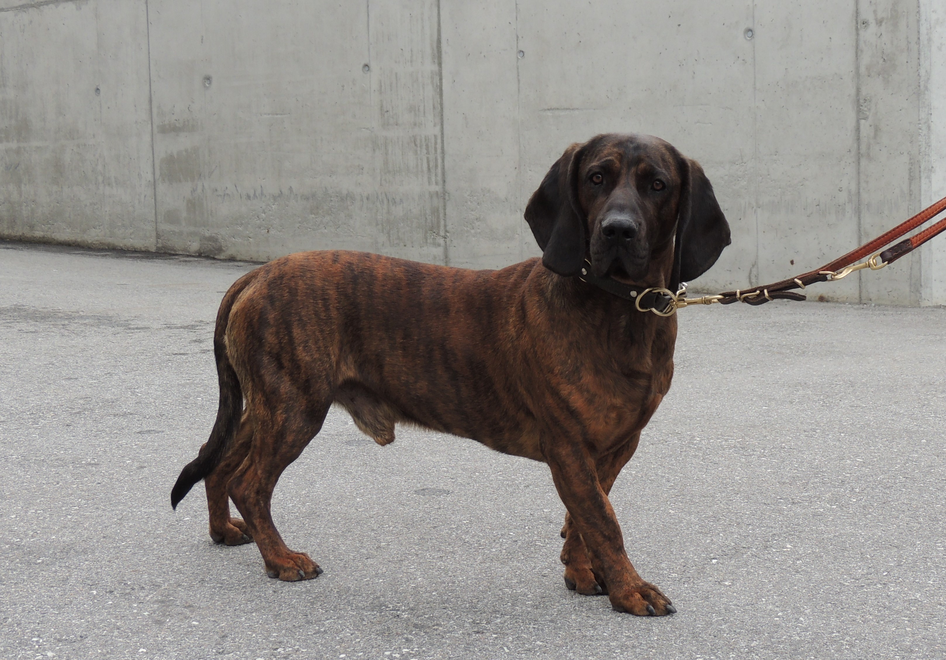 Hannoverscher Schweisshund 