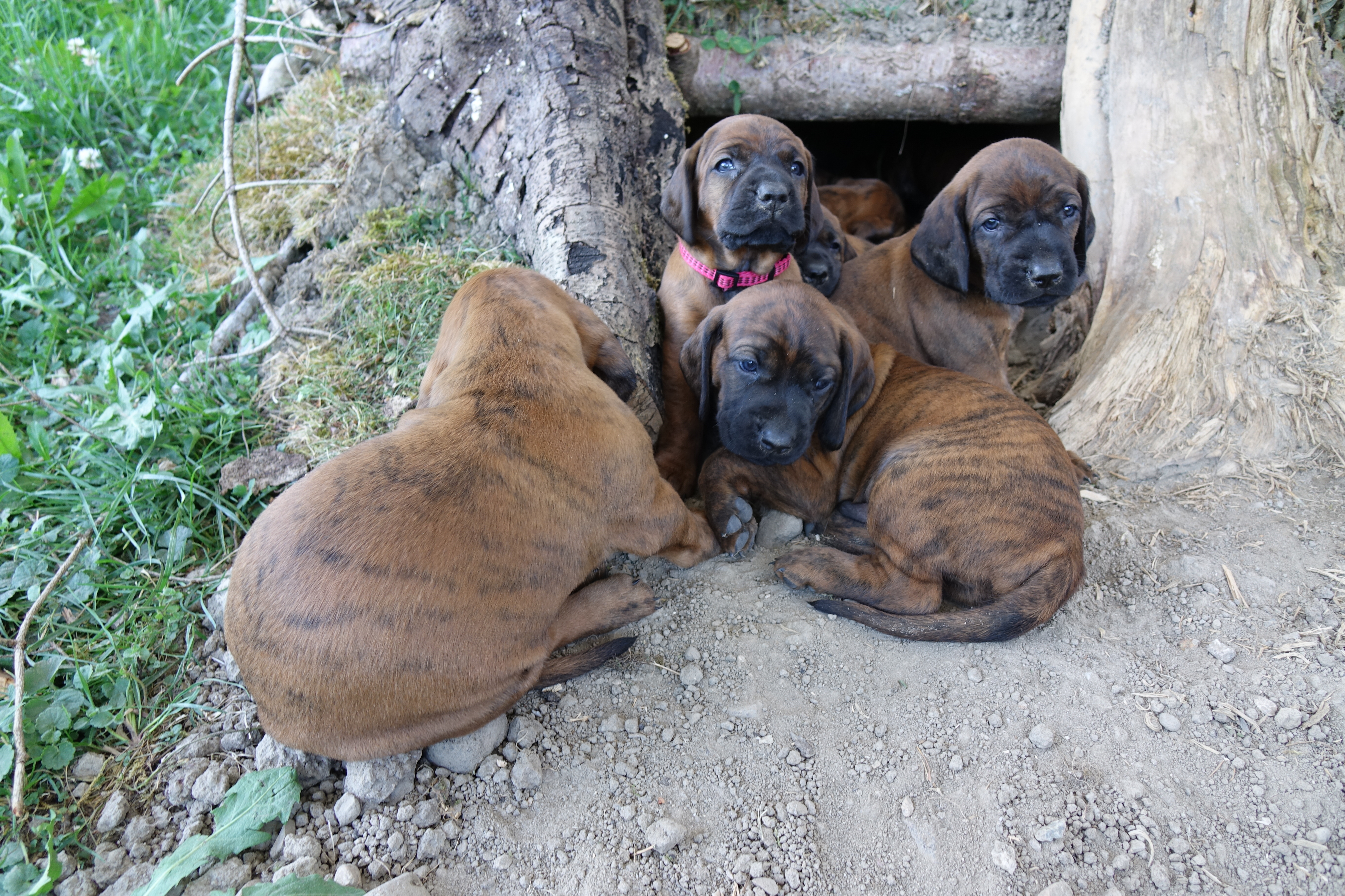 HS Wurf vom Ballenbachtal, Wurfdatum 28.Mai 2025