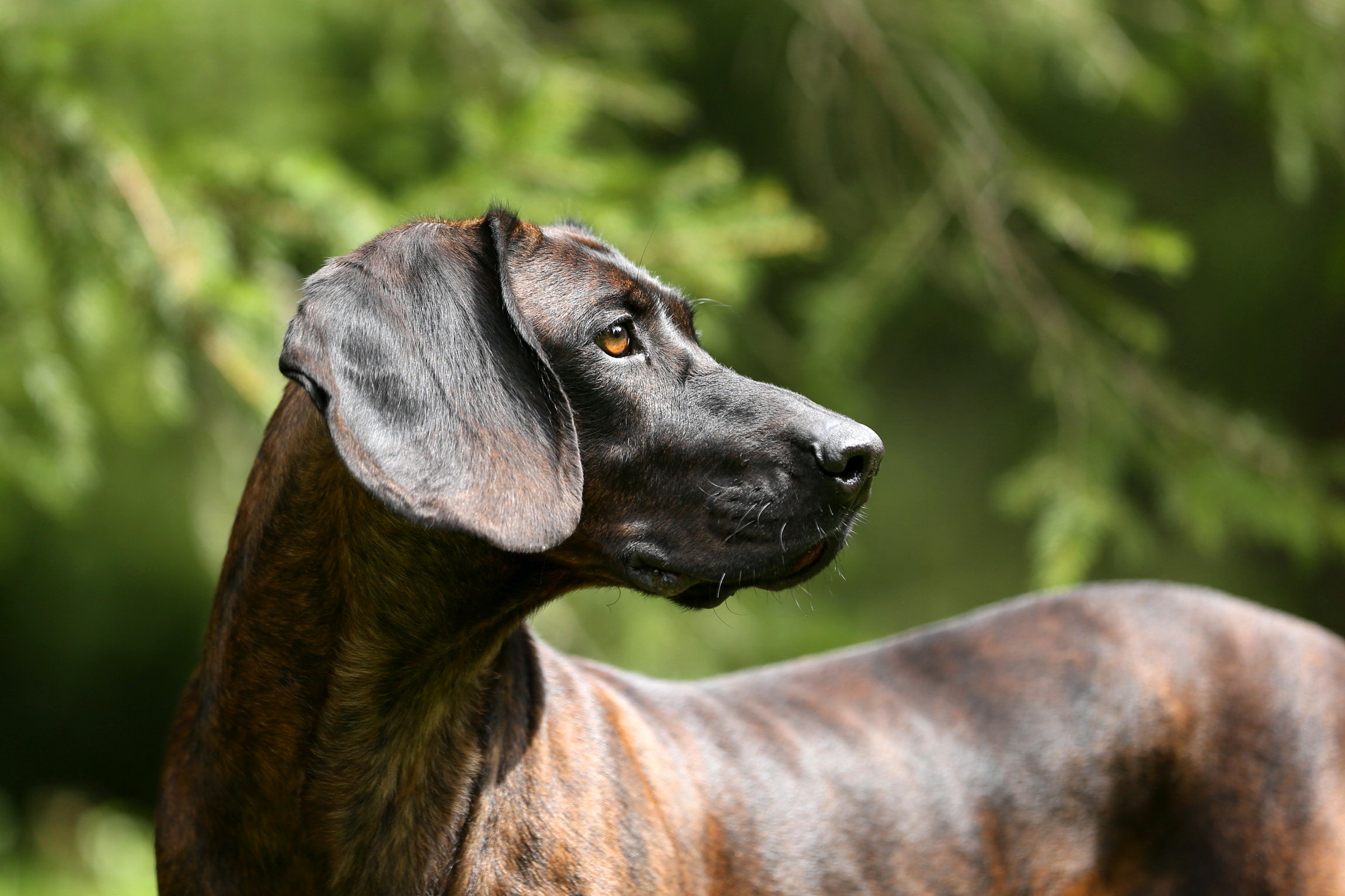 B-Wurf vom Pfaffeberg