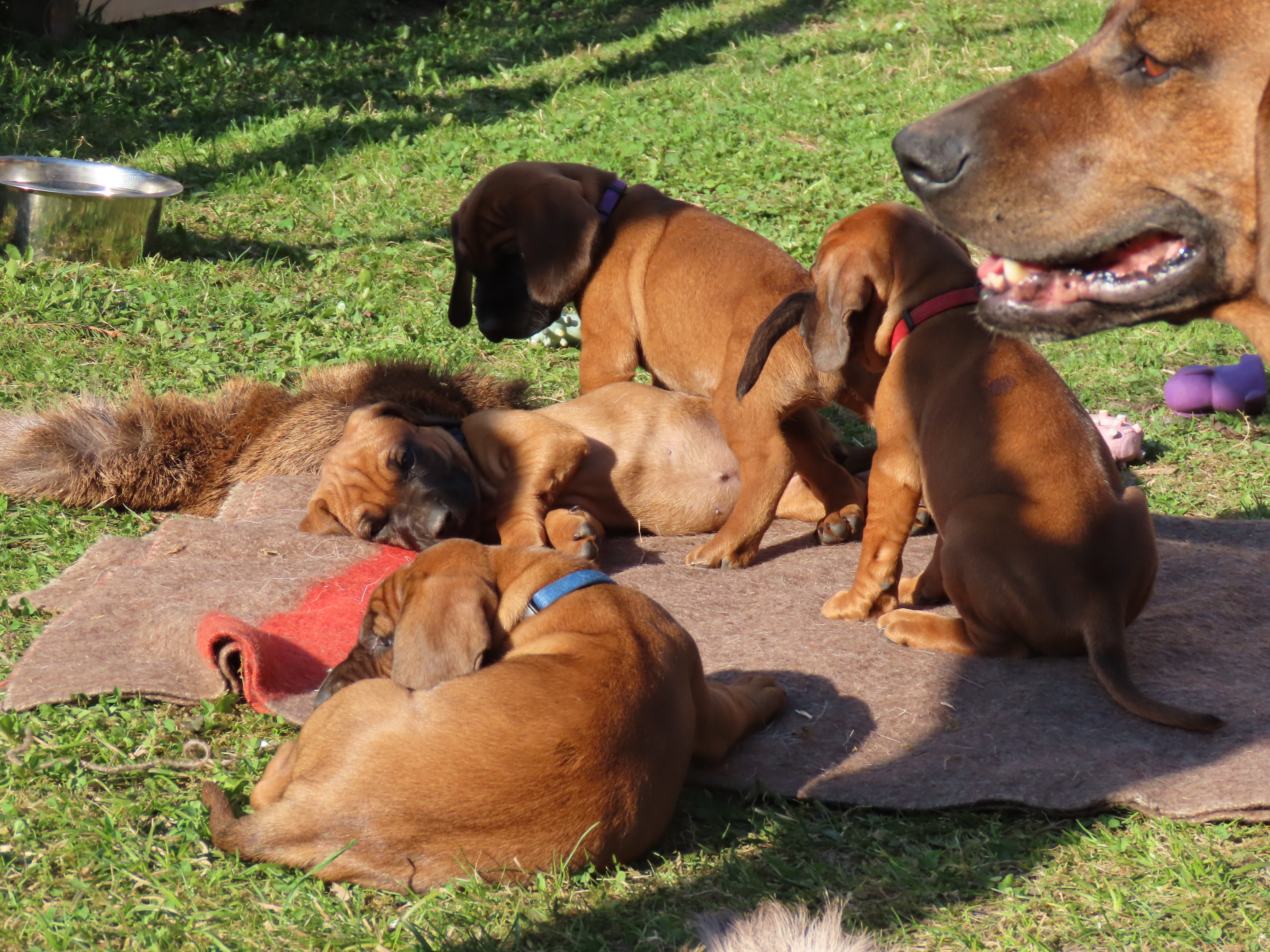 2021  BGS  A-Wurf vom Sunnehöreli