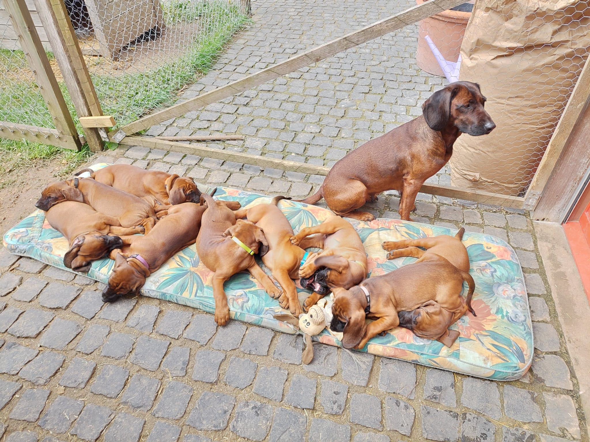 B-Wurf vom Panneregg