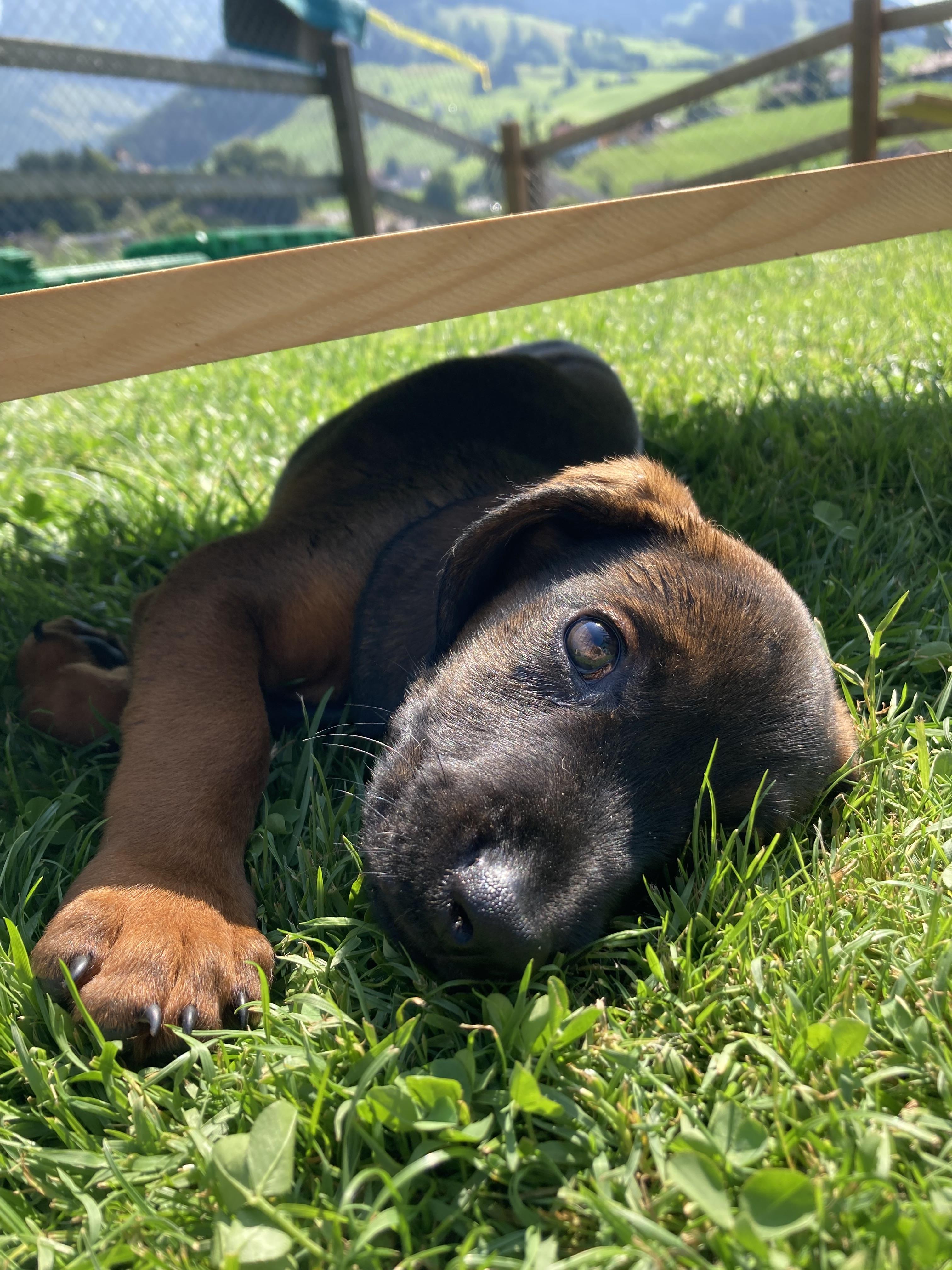 C-Wurf vom Lehmenwald