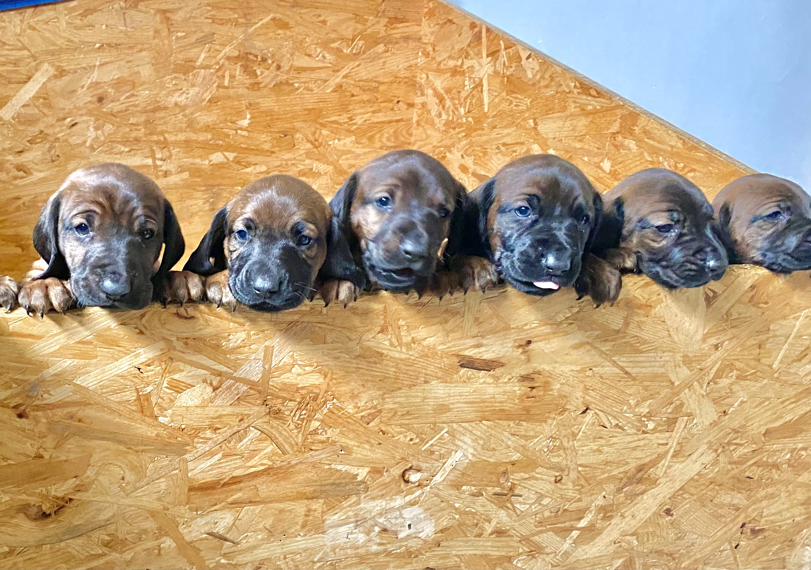 2021 BGS  B-Wurf von der Burg Clanx