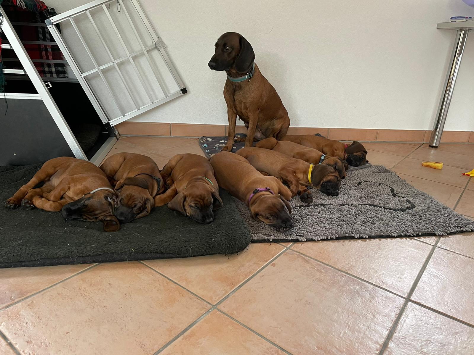 D-Wurf vom Fessisstock, gewölft am 26.01.2024